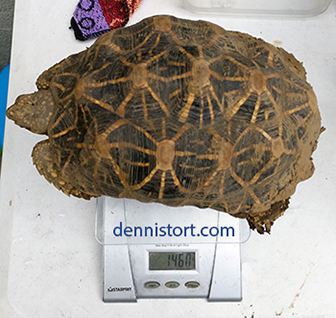 Tortoise Weight Before and After Laying Eggs